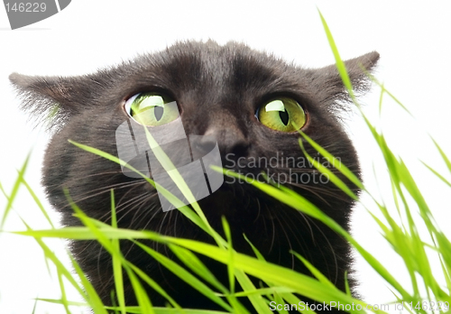 Image of Cat & Grass