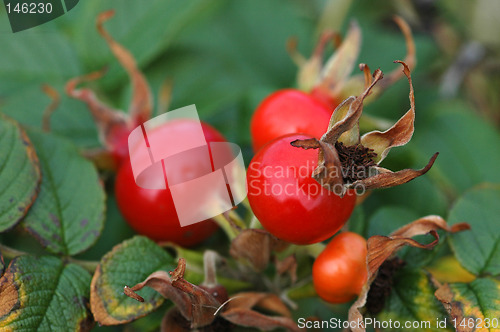 Image of Rosa rugosa