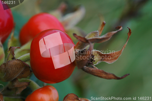 Image of Rosa rugosa