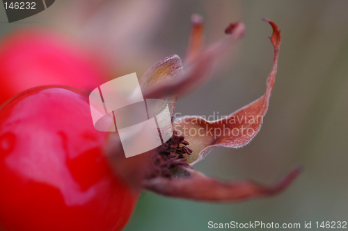 Image of Rosa rugosa