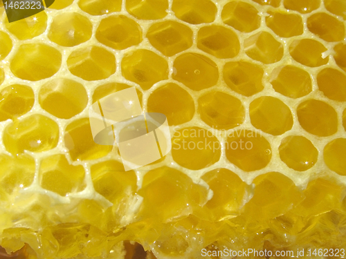 Image of honey combs