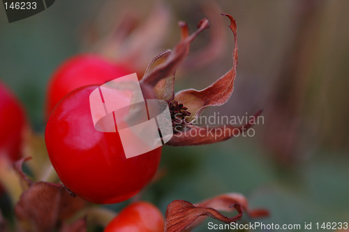 Image of Rosa rugosa