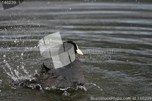 Image of Fulica atra