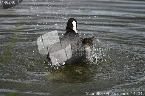 Image of Fulica atra