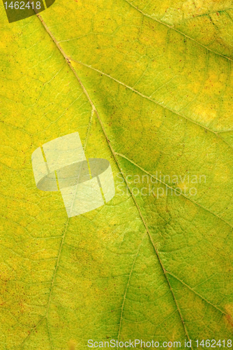 Image of Leaf texture closeup