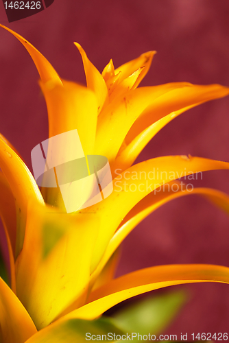 Image of Yellow bromelia