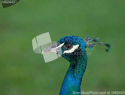 Image of Peacock head shot