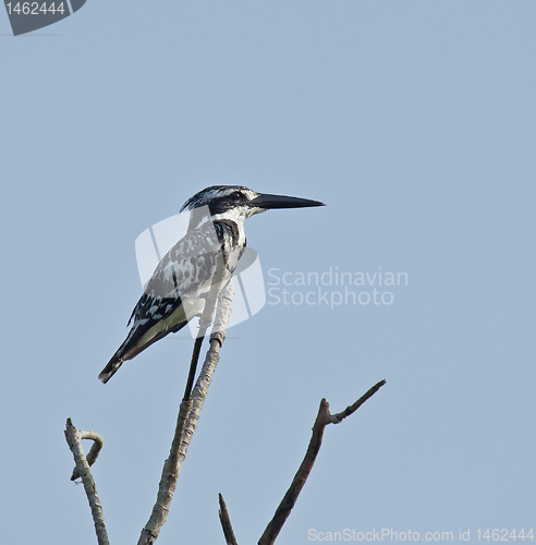 Image of Pied Kingfisher