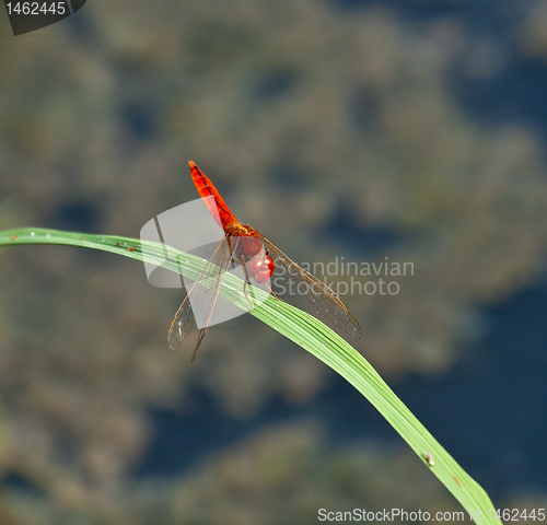 Image of Red Basker Dragonfly