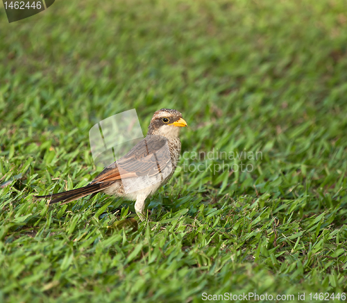 Image of Yellow-billed Shrike