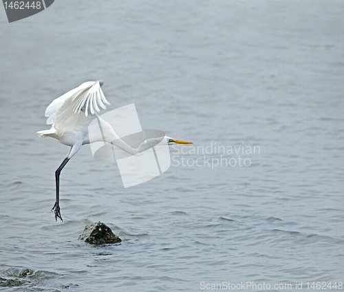 Image of Great White Egret taking off