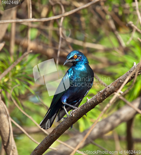Image of Lesser Blue-eared Glossy Starling