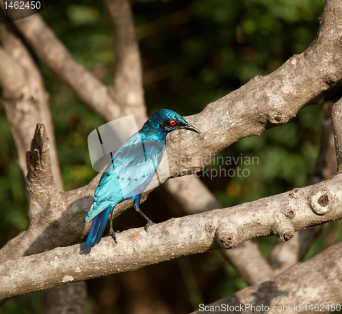 Image of Lesser Blue-eared Glossy Starling