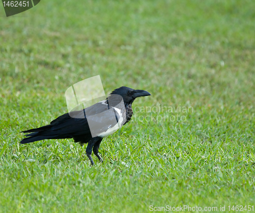 Image of Pied Crow