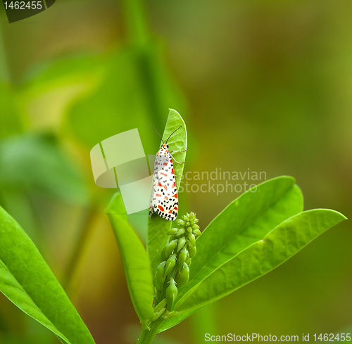 Image of Crimson-speckled Footman Moth