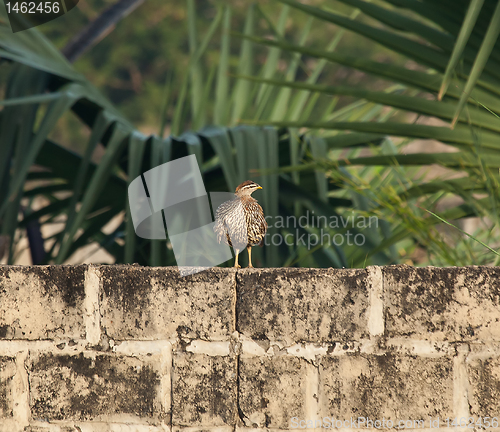 Image of Double-spurred Francolin on wall