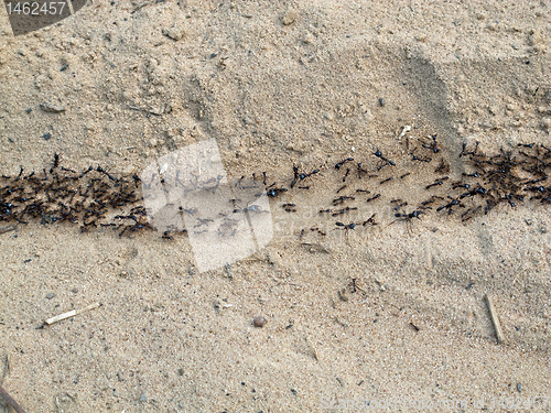 Image of Driver Ants