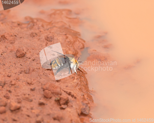 Image of Gambia Bee