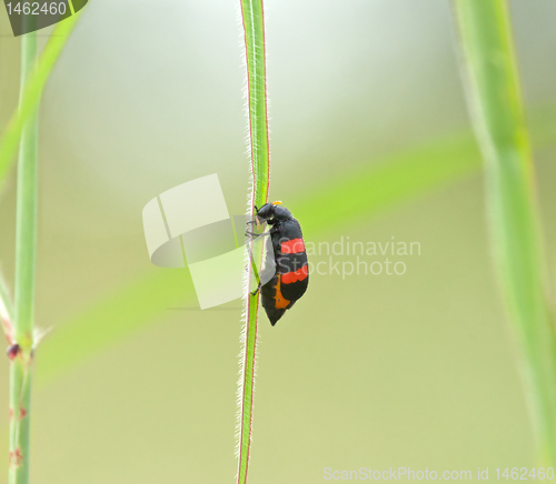 Image of Two-banded Blister-beetle