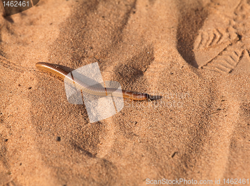 Image of Giant Millipede
