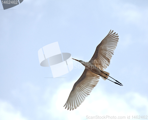Image of Great White Egret in flight