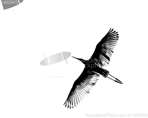 Image of Great White Egret abstract