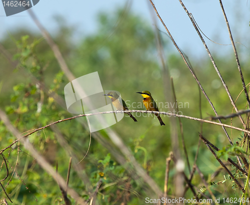 Image of Little Bee-eaters