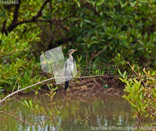 Image of Long-tailed Cormorant