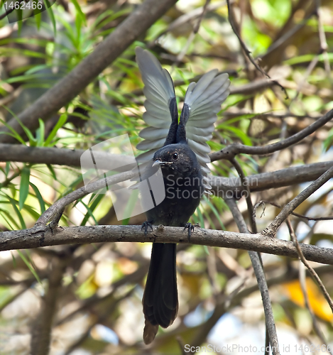 Image of Northern Black Flycatcher