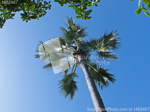 Image of Rhun Palm against sky