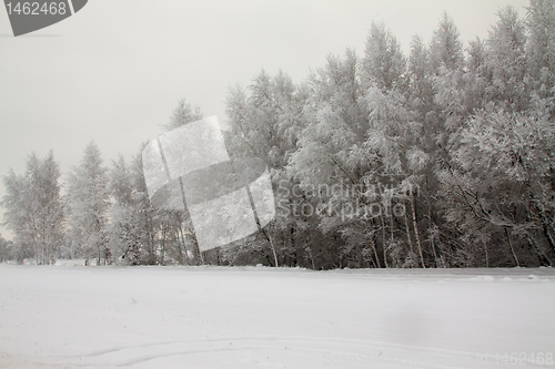 Image of Winter wood