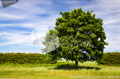 Image of Green maple