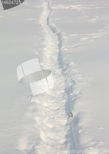 Image of Traces on snow