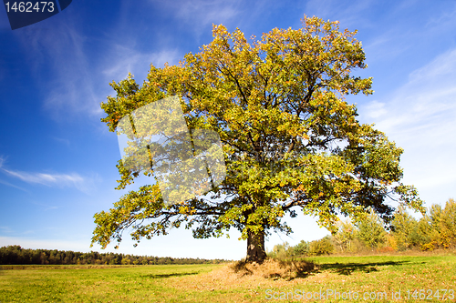 Image of Oak (autumn)