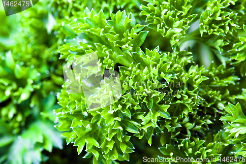 Image of Parsley