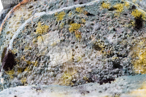 Image of Mold on bread