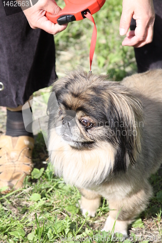 Image of Pekingese Dog