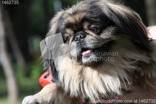 Image of Pekingese Dog