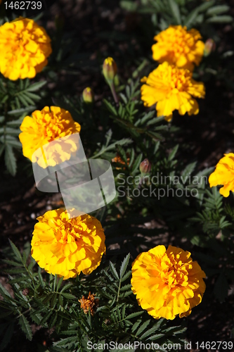 Image of Marigold Flowers