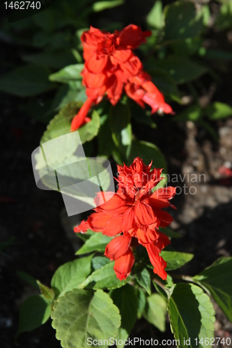 Image of Red Hibiscus Flowers 