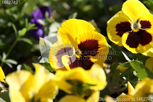 Image of Primrose Flowers 