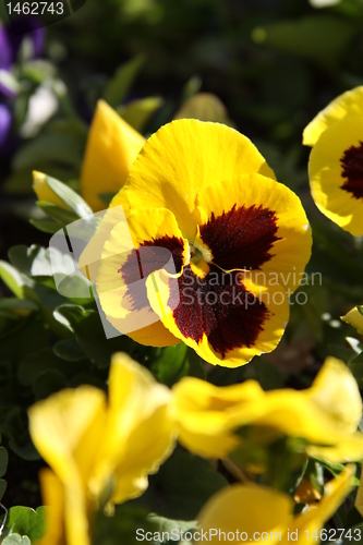 Image of Primrose Flowers 