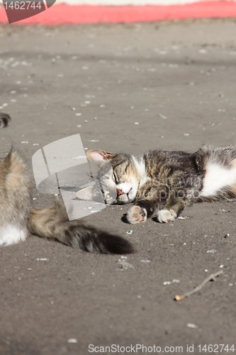 Image of Street Cat 