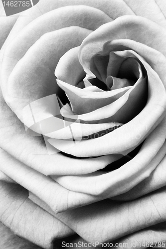 Image of white rose