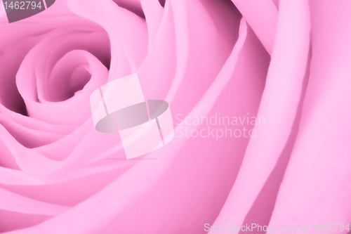 Image of pink rose close up