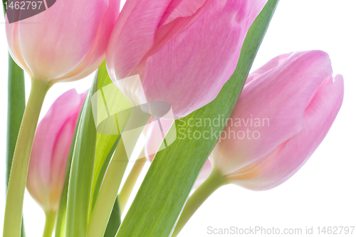 Image of pink tulips