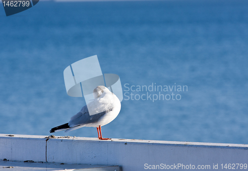 Image of seaguls at pier