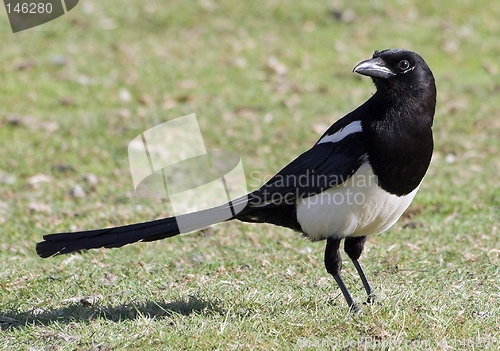 Image of Black-billed Magpie