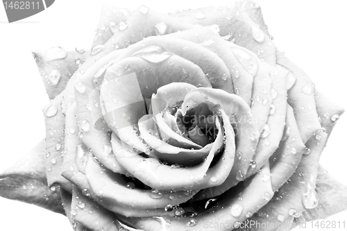 Image of white rose