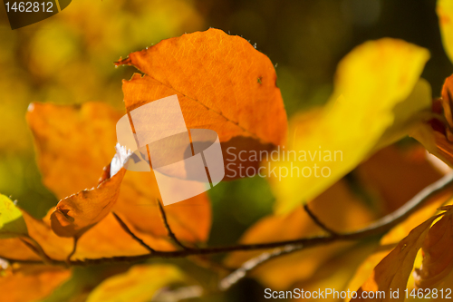 Image of autumn foliage